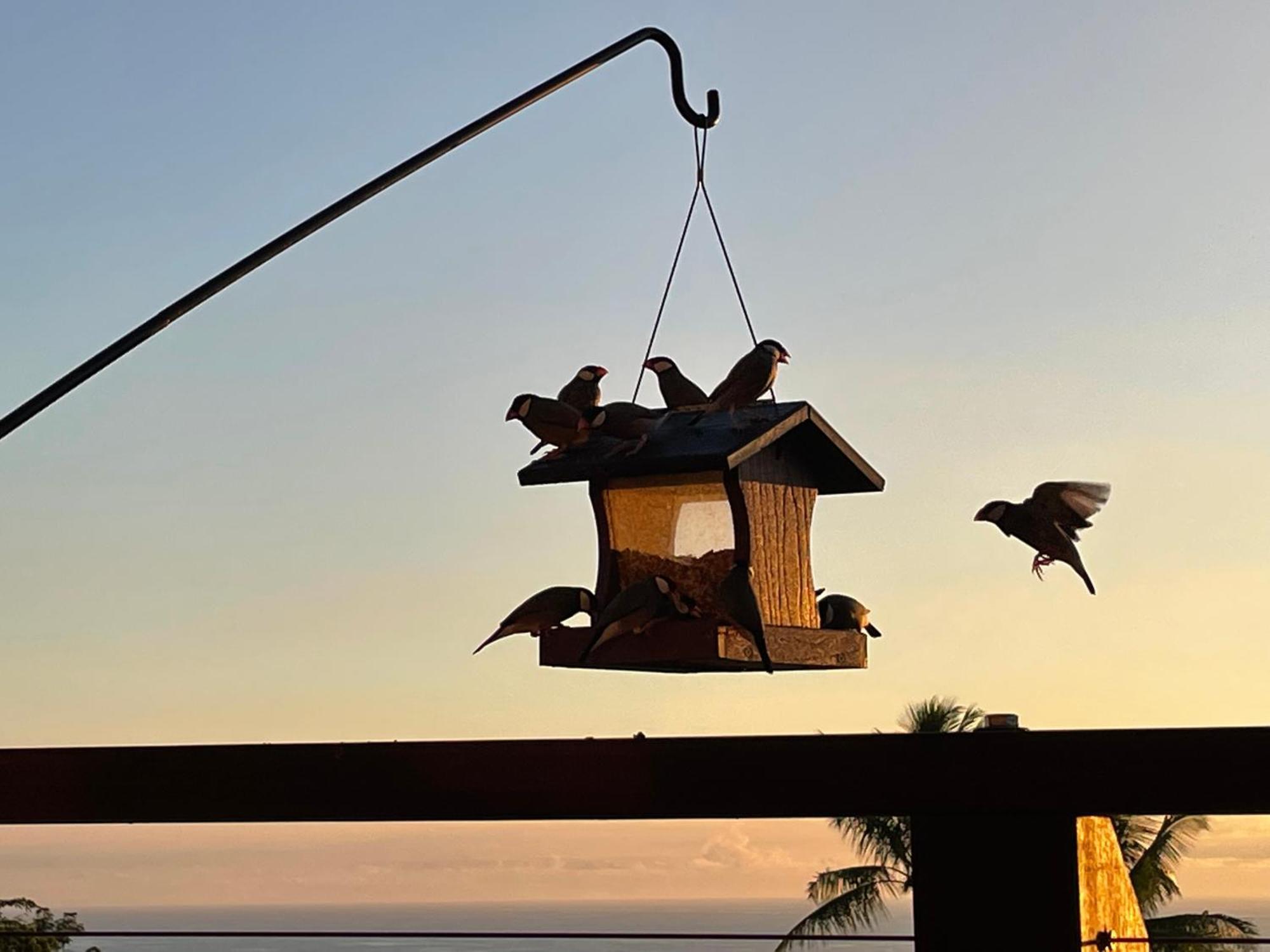 Hawaii Magic Skies Farmstay Paukaa Екстериор снимка